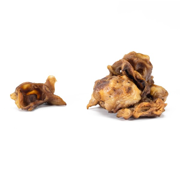 Ucho środkowe wieprzowe